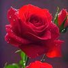 humay_2511