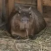krutoycapybarin