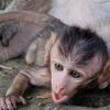 Baby Monkey