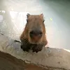 helo.t.hunh3