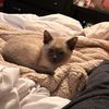 my.pets98