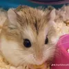 hamster_na_cute
