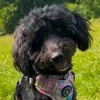willow.walks