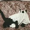 rose.the.catlover