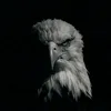 FALCON 🦅