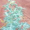lepiment....atakiin5