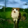 meowl_glazer