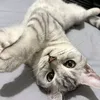 mogu010417