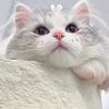 Cuteness Loop