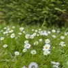 nature_diary_photo