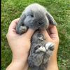Favorite pet rabbit