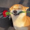 Happy Pup Heal Hub