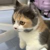 catveevy