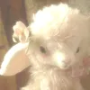 cutiex.lamb