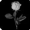 user7998538665210