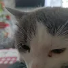 karobkin