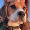BeagleElectra