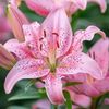 bloominglily87