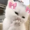 kate_hv18