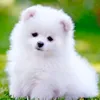 duy.khang9536