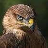 mohamad.karam54