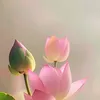 anlactam_an_vui_loi_lac