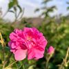 hassna5414
