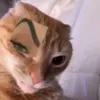 aiko_koneko