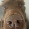lil_lonky