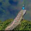 shatha.hussein7