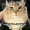 tomiii6374