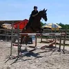 eryne_reymond.horse