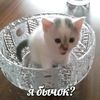 никатуся