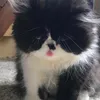 bossgrumpy