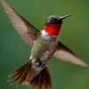 clail.birdlover
