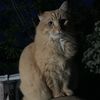 ginger5066