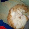miau.miau326