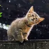 cuteicat999