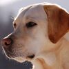 slobberdogg3