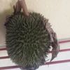 abd.rahim.daud0