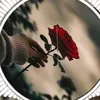 user5582246618597
