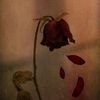 nur14_rull