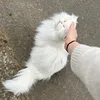 rozhan_bekas