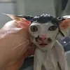 chaoemnha