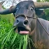 kalabawjr12