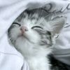 monyet_278