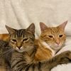 catsopenpacks