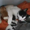 filip_sigma75