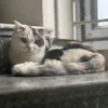 meowxinh289