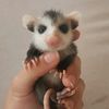 RandoCritters